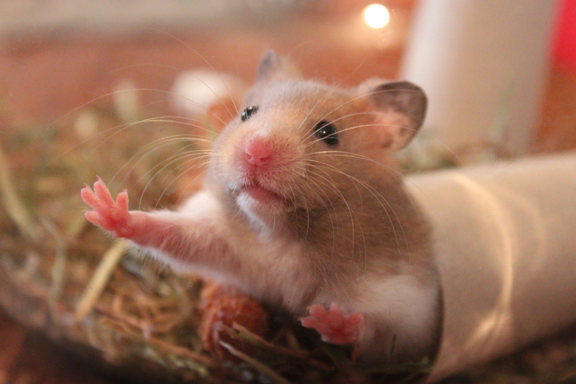 Hamster Röhrensystem