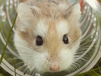 Hamster Tunnel - Welchen Tunnel für Hamster kaufen?