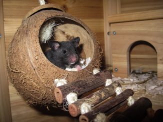 Mehrkammerhaus Hamster - Das richtige Hamsterhaus finden!