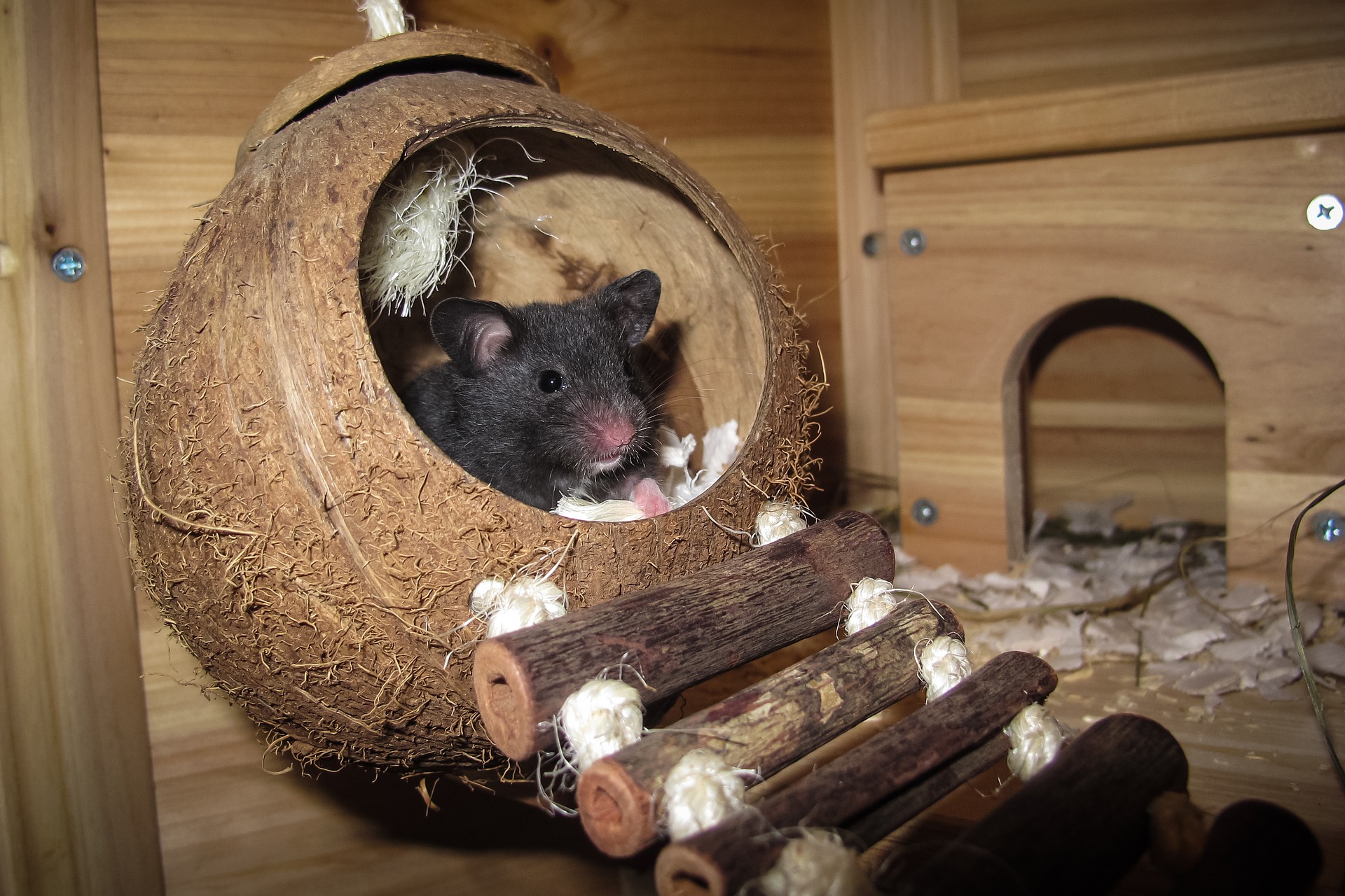 Mehrkammerhaus Hamster Das richtige Hamsterhaus finden