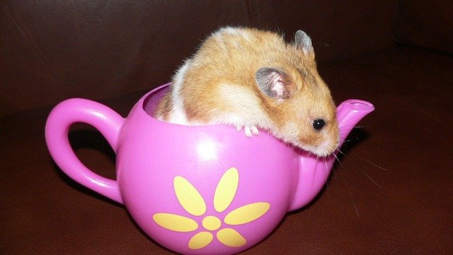 Hamsterspielzeug - So beschäftigst du deinen Hamster!