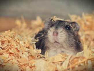 Hamster Sandbad - Wohlfühlen, Buddeln, Spaß haben!