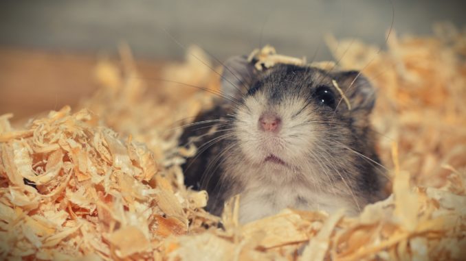 Hamster Sandbad - Wohlfühlen, Buddeln, Spaß haben!