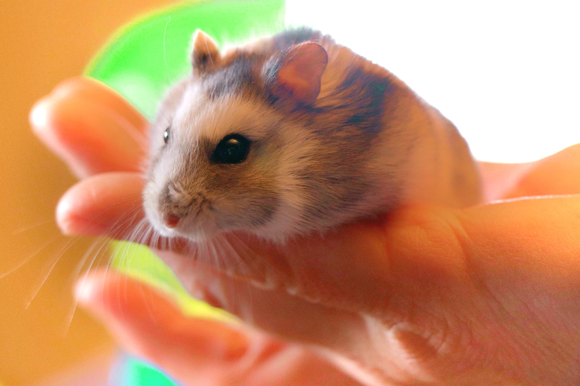 Hamster Tunnel - Welchen Tunnel für Hamster kaufen?