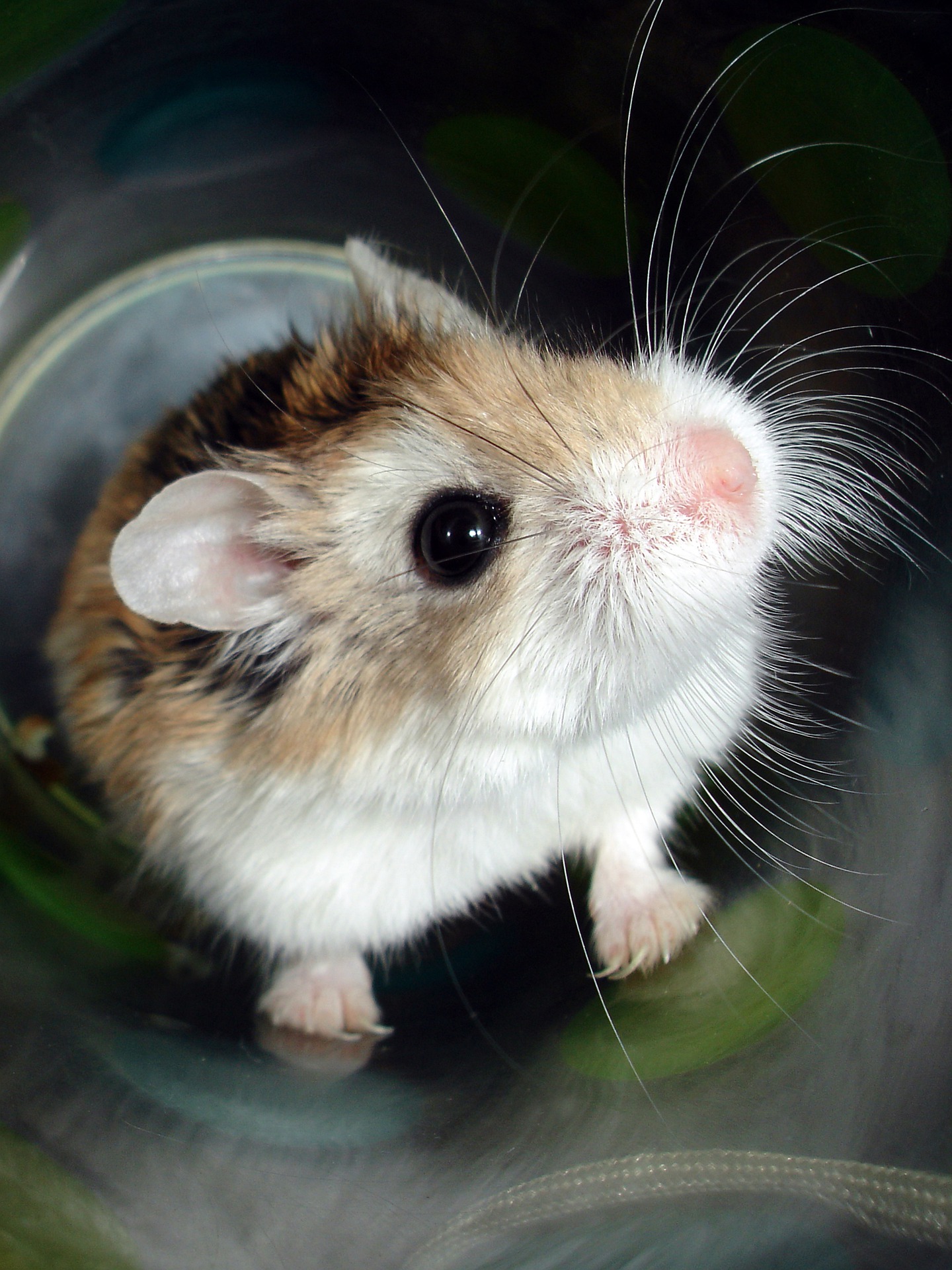  Mehrkammerhaus Hamster - Das richtige Hamsterhaus finden!