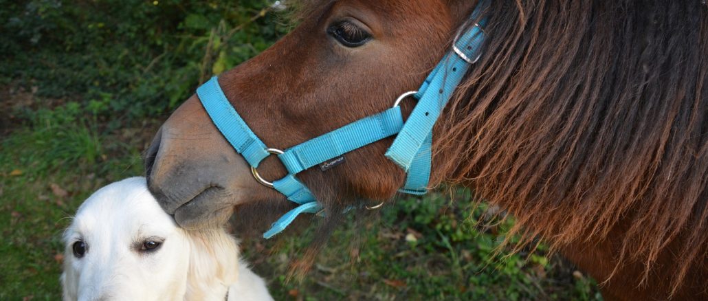 CBD Tiere