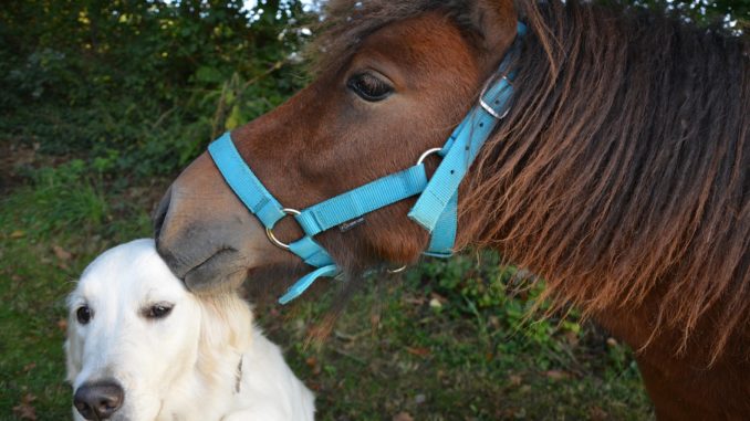 CBD Tiere CBD Tiere