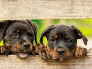 Hundespielzeug Welpe