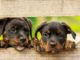 Hundespielzeug Welpe