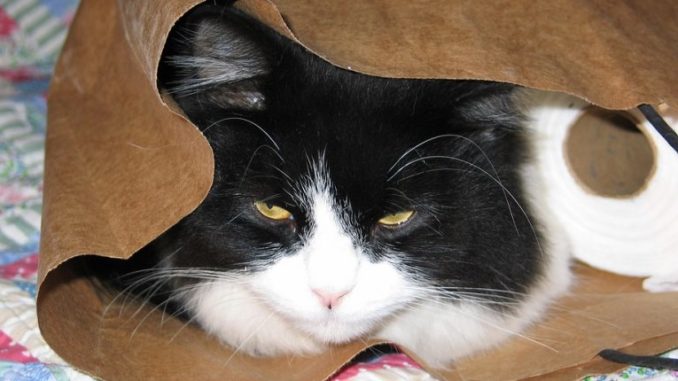 selbstreinigendes Katzenklo selbstreinigendes Katzenklo