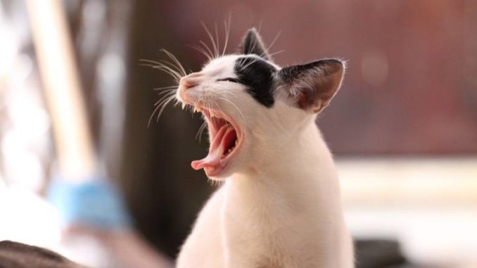 Diese Grundausstattung braucht eine Katze Diese Grundausstattung braucht eine Katze