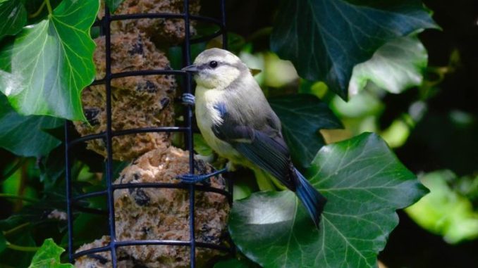 Vogelfutterspender