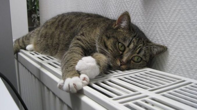 Heizungsliege für Katzen