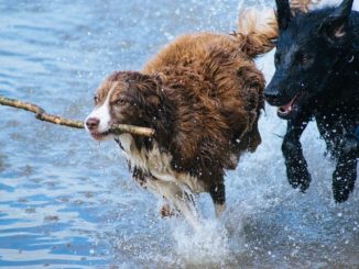 flohsamenschalen hund