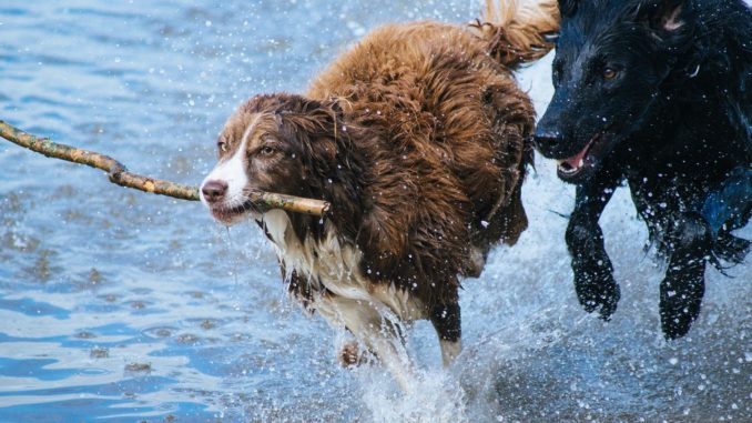 flohsamenschalen flohsamenschalen hund