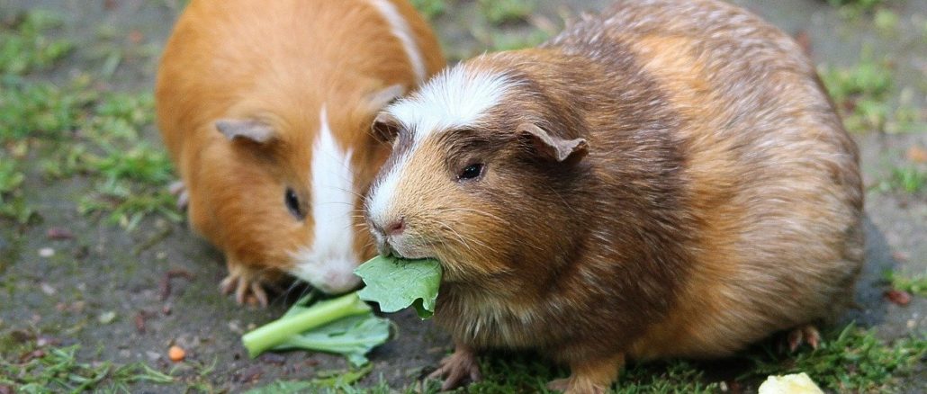 wie alt werden meerschweinchen