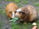 wie alt werden meerschweinchen