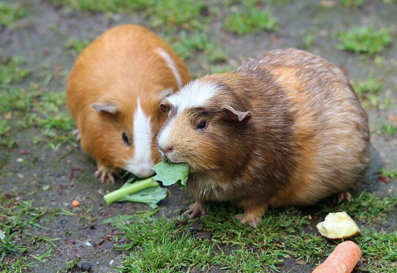 Wie alt werden Meerschweinchen? Die Lebenserwartung deiner Nager!