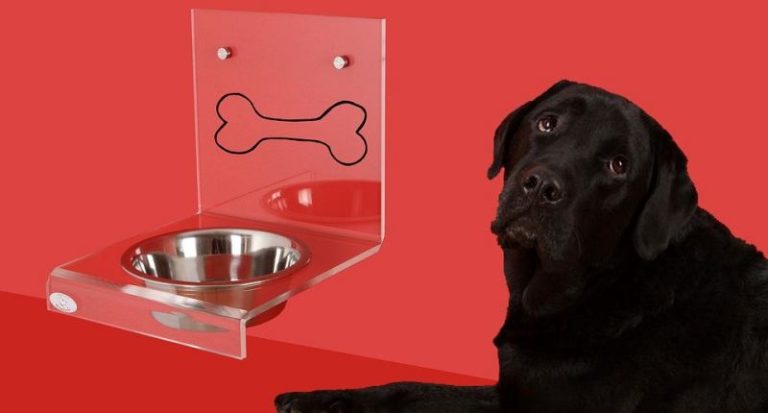 magen darm infekt hund dauer