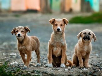 giardien hund