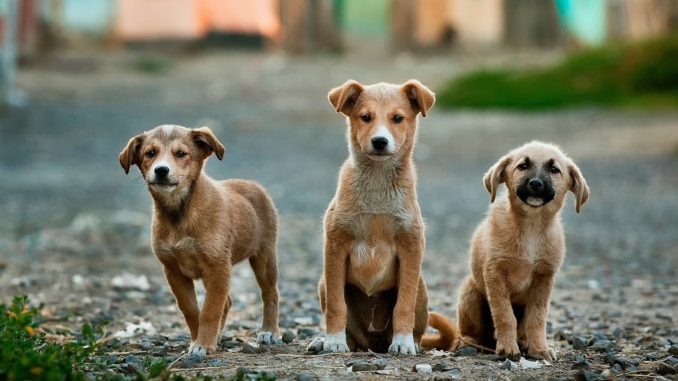 giardien hunde giardien hund