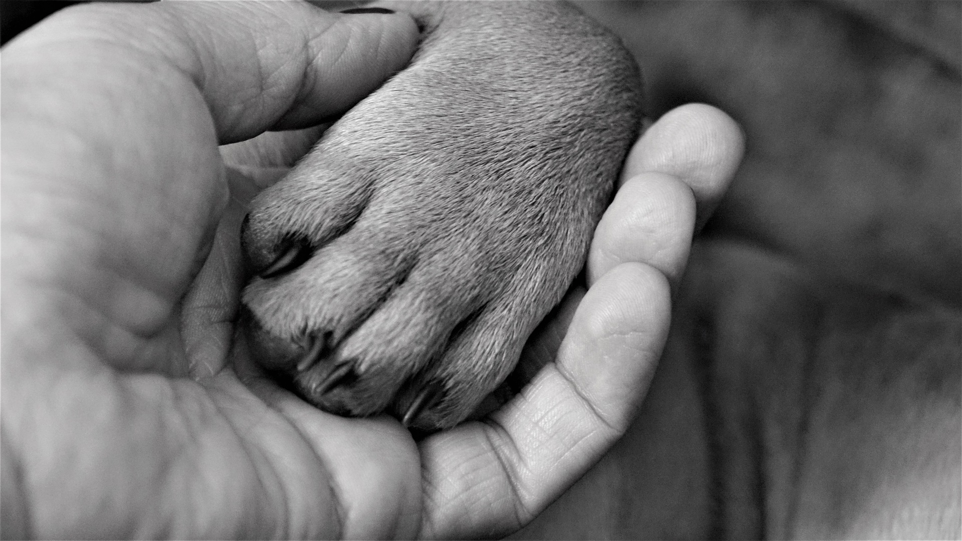 Krallenpflege beim Hund das gibt es zu wissen tiergesundheitaktuell.de
