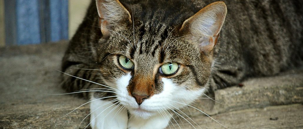 FORL bei Katzen