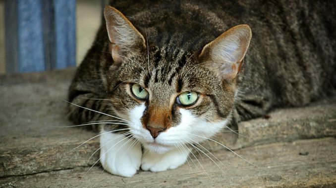 FORL bei Katzen FORL bei Katzen