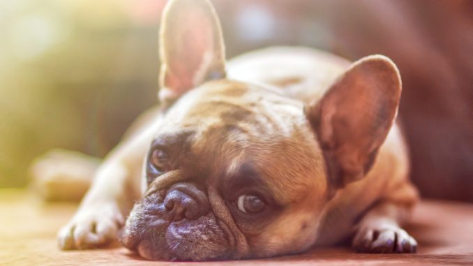 hundekrankenversicherung hundeversicherung