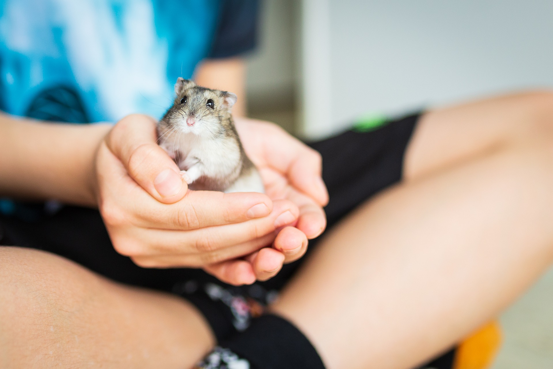 Passt ein Zwerghamster zu mir? - Hamster 5115245 1920
