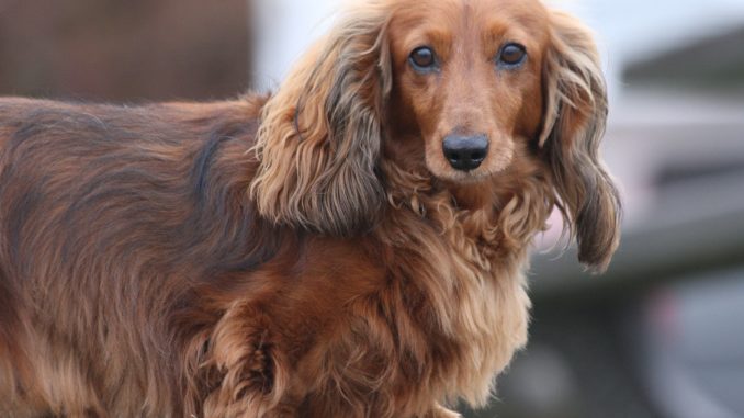 hunde schermaschine hunde schermaschine