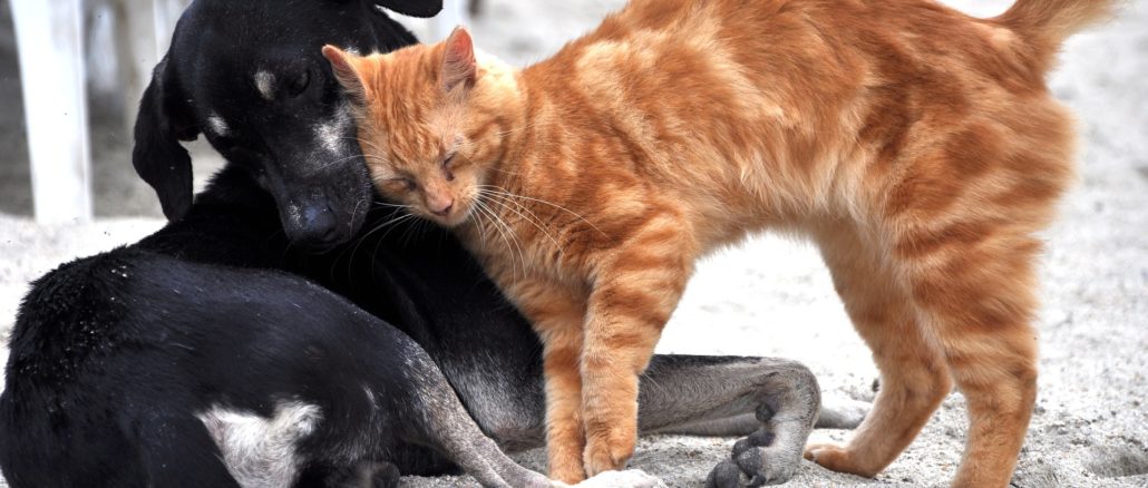 katzengesundheit