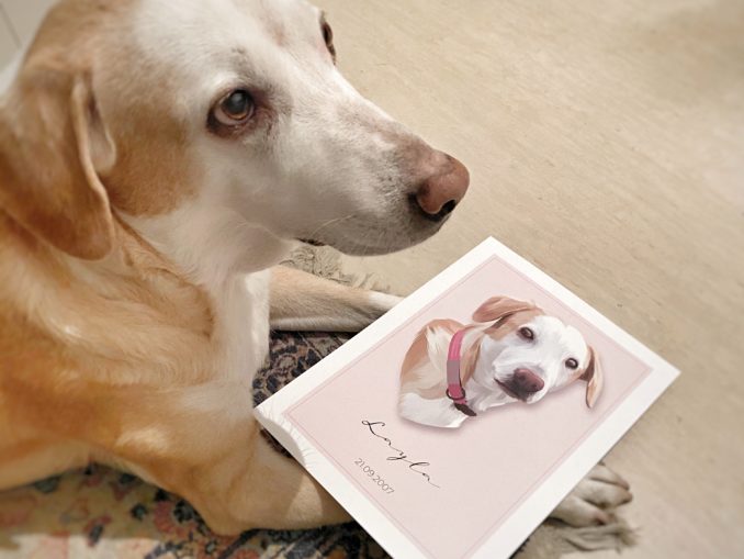 unterwolle entfernen hund