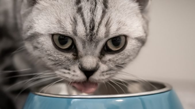 katzenfutter was beachten katzenfutter was beachten
