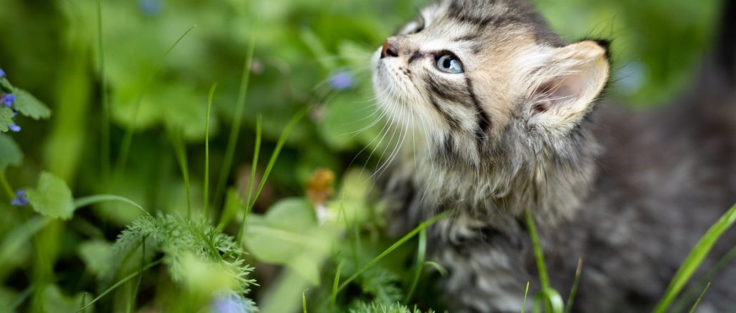 tierfreundliche gartenbepflanzung