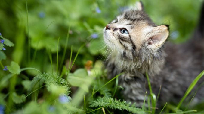 tierfreundliche gartenbepflanzung tierfreundliche gartenbepflanzung