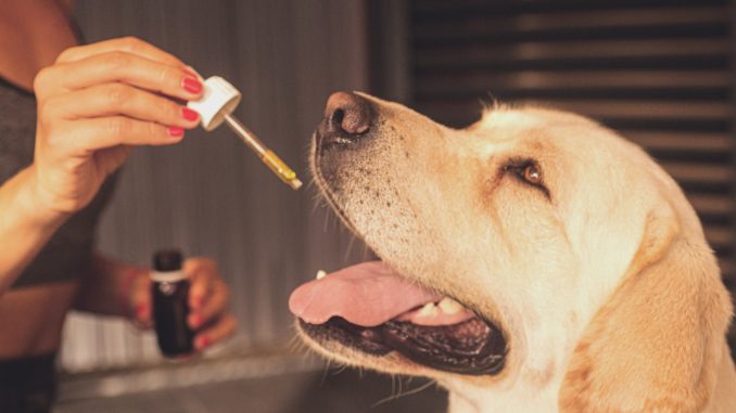 cbd tiere