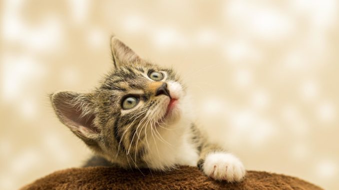wie gefährlich sind kabel für katzen
