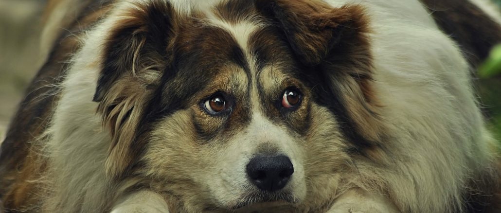 Hund übergewicht