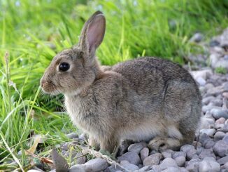 kaninchen-auslauf