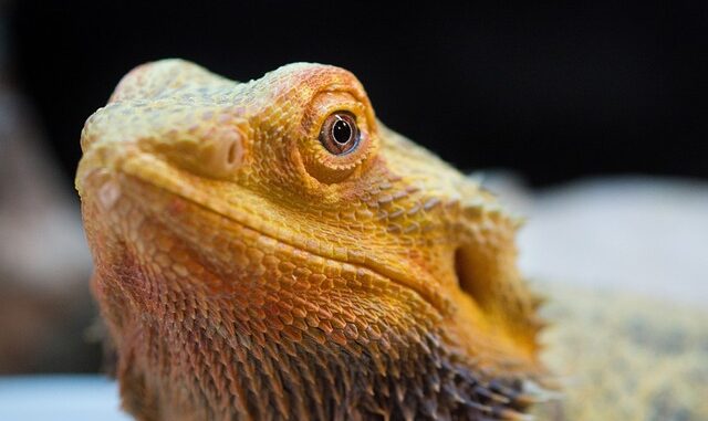 Bartagame Rachitis rachitis-bartagame