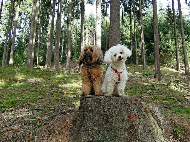 flauschiger-hund