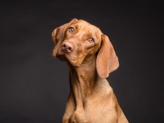 hund-jagt-nicht