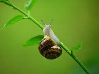 terrarium-schnecken