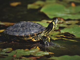 schildkröten-wie-alt