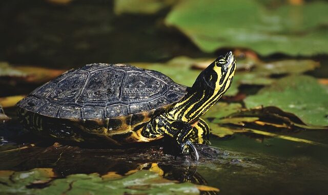 Wie alt können Schildkröten werden schildkröten-wie-alt