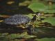 schildkröten-wie-alt