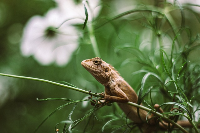 eidechsen im garten freund oder feind