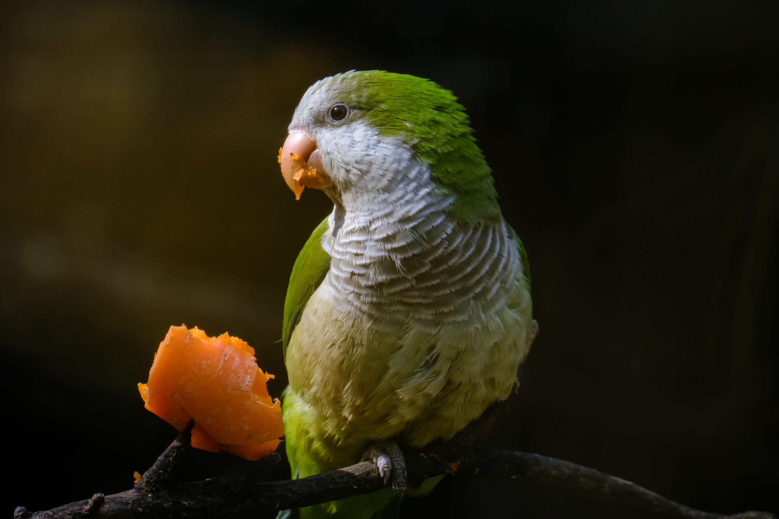Was dürfen Wellensittiche essen? tiergesundheitaktuell.de