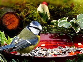 vogelfutter-gesund